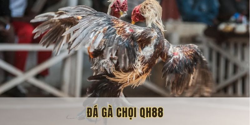 đá gà chọi