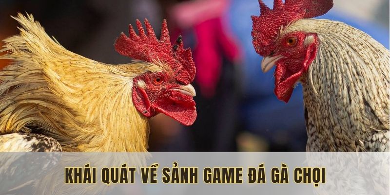 Tổng quan về đá gà chọi tại QH88