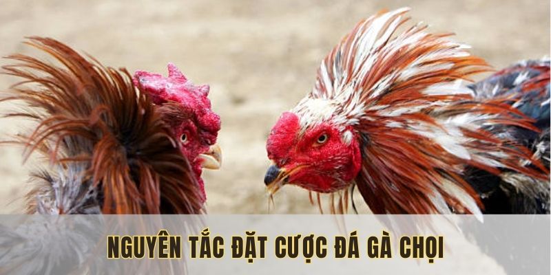 Luật chơi đá gà chọi